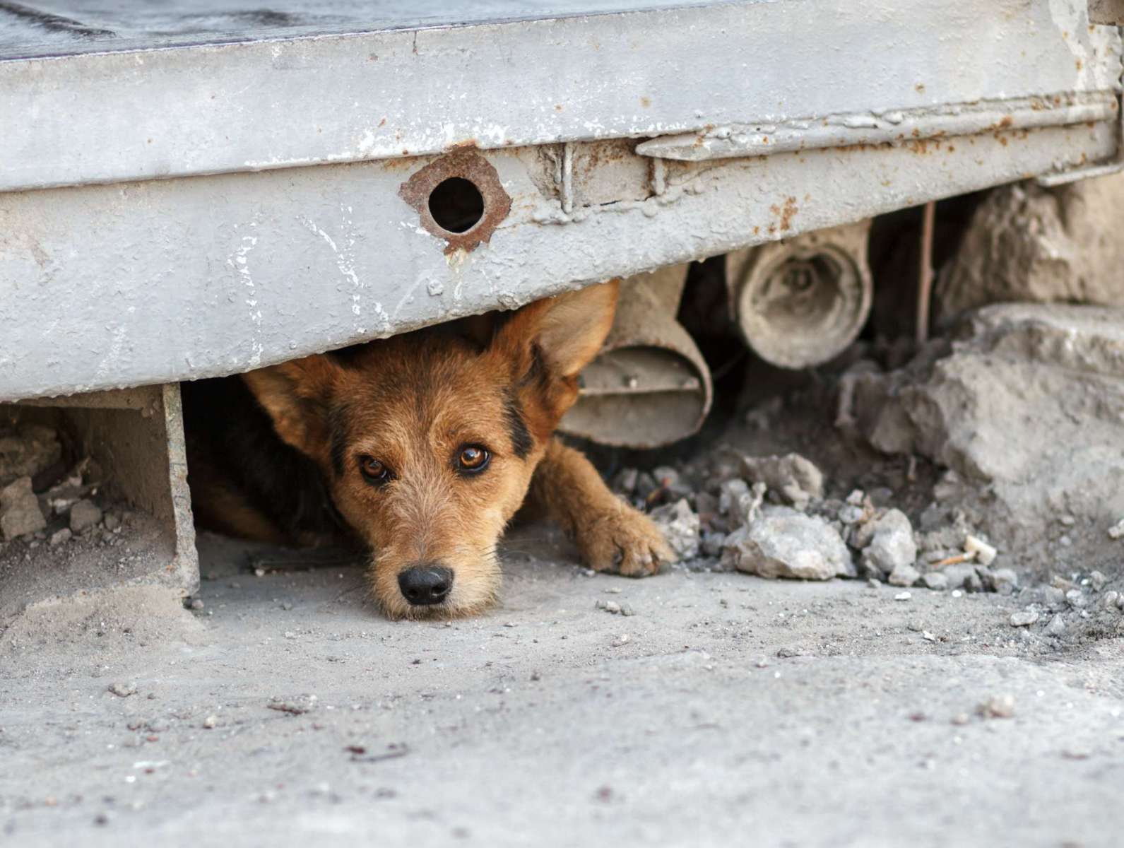 Maltrato animal: Congreso endurece penas para quien lastime mascotas