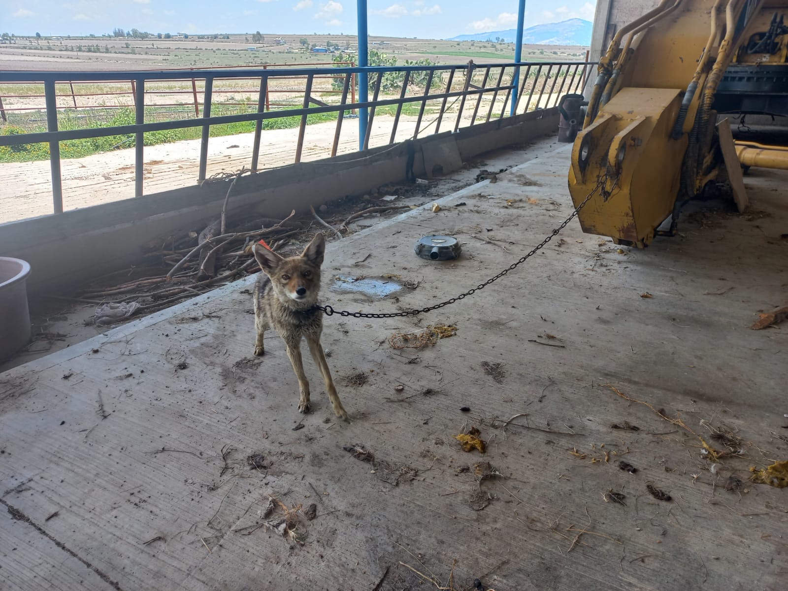 En Hidalgo encuentran coyote en domicilio particular, hace días fue una leona