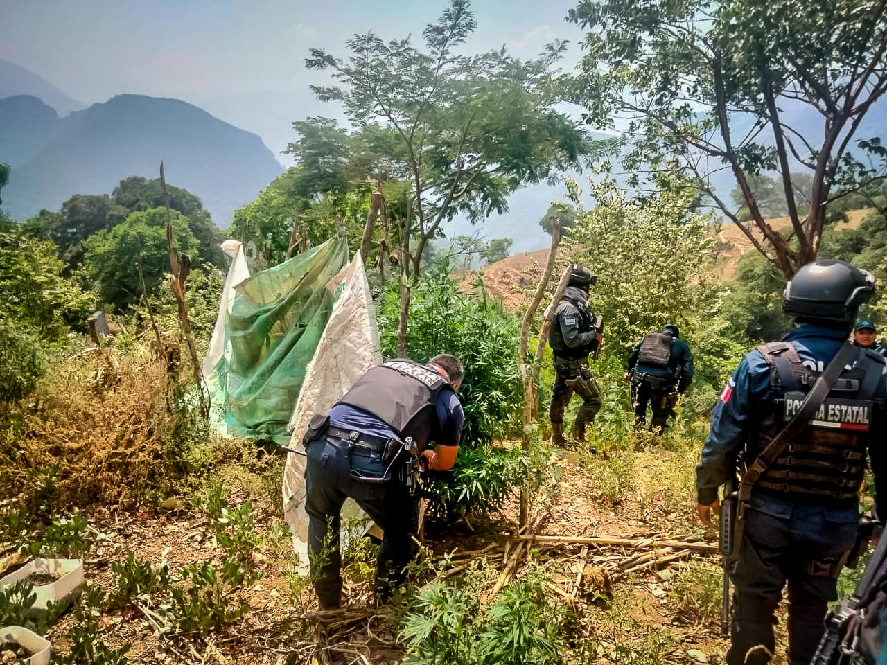 Aseguran sembradío de presunta marihuana en la Huasteca