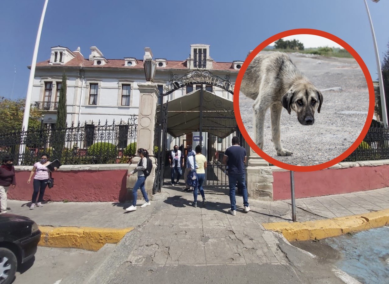 Integrarán Consejo del Bienestar Animal en Pachuca