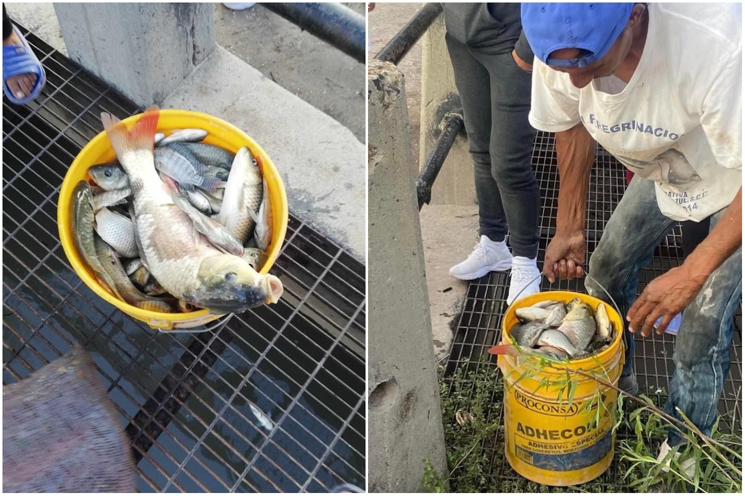 Presa Requena: mueren miles de peces por sequía