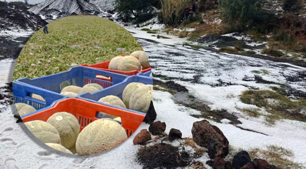 Cultivos de melón e higos quedan inservibles tras lluvias en Hidalgo