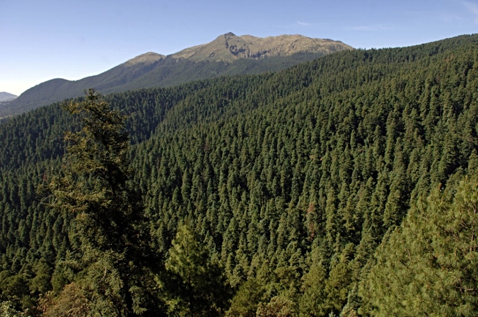 Alerta roja: plagas arrasan con el 10% de los bosques de pino y oyamel en México