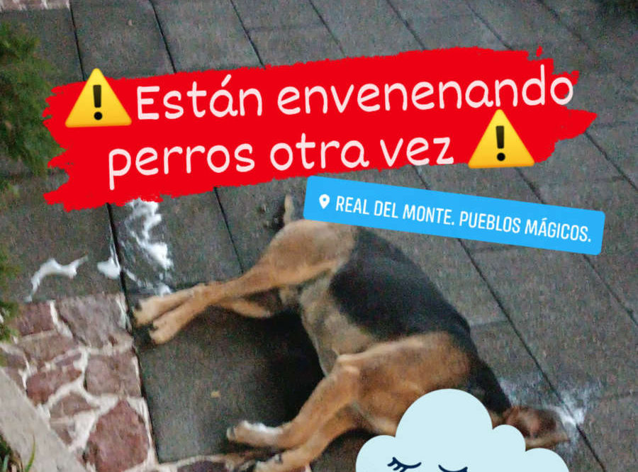 Maltrato animal: Envenenan a 3 perritos en Real del Monte