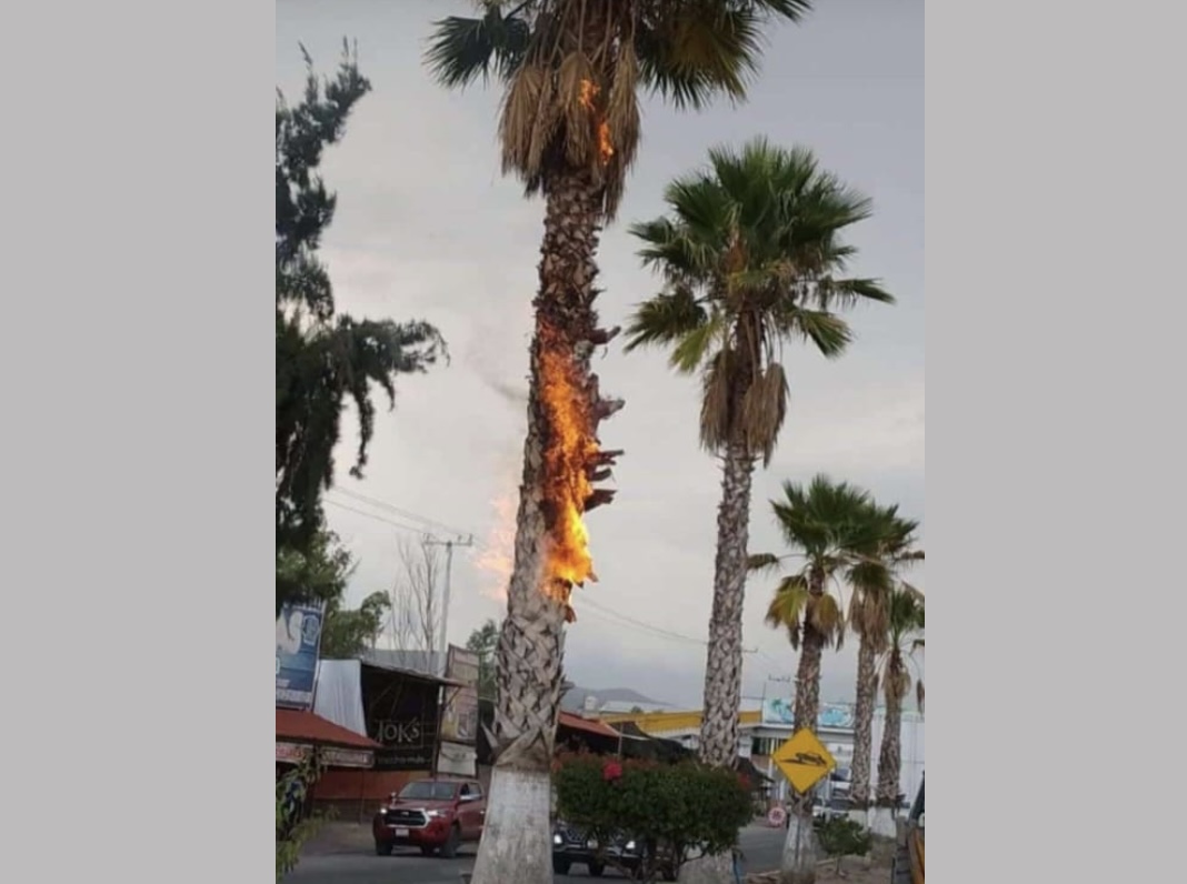 Rayo impacta palmera en plena avenida principal de Ixmiquilpan