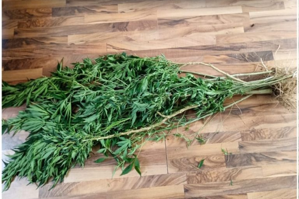 Pachuca: sujeto agrede a su mamá; le encuentran huerto de marihuana