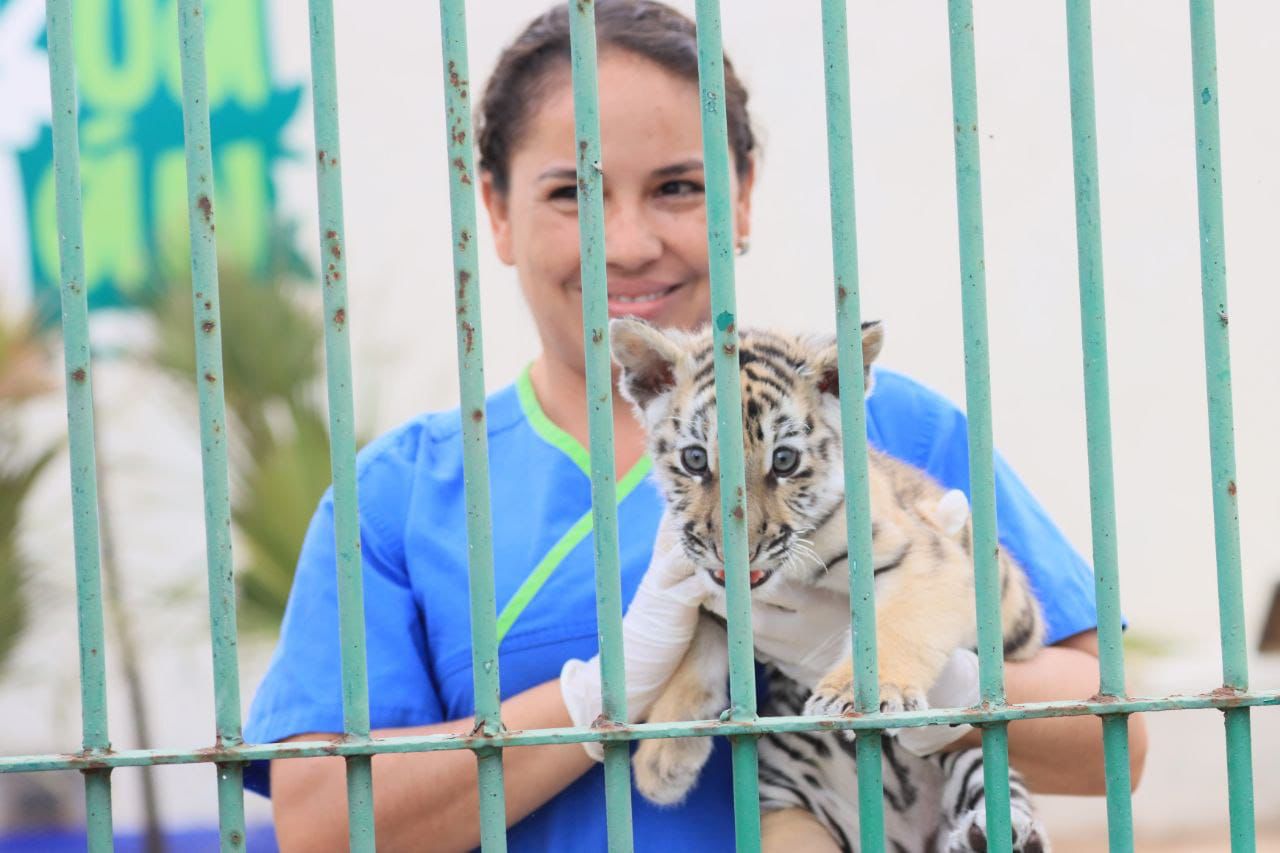 Tizayuca: presentan a cachorro de tigre en Bioparque Tekuayan