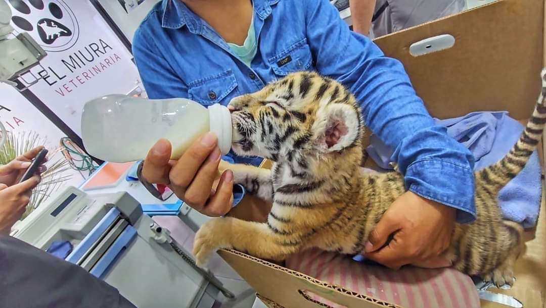 ¡Adorable sorpresa en Tizayuca! Participa en la elección del nombre del cachorro de tigre recién nacido