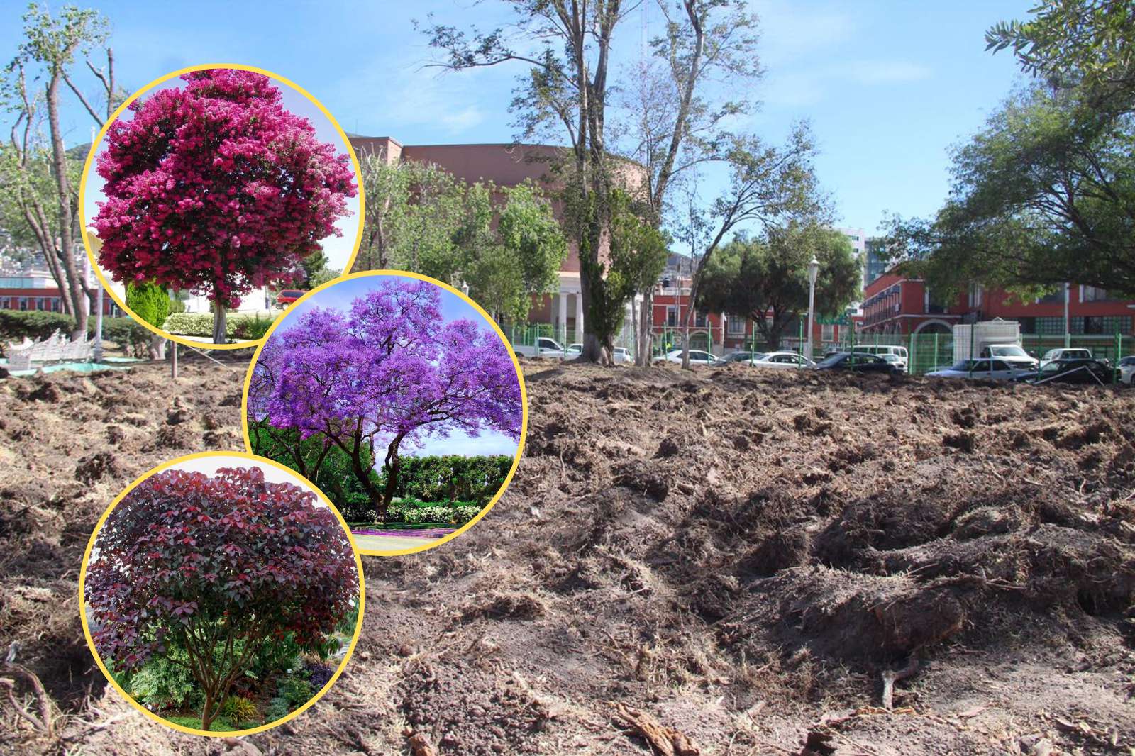 Conoce los arbolitos que embellecerán el Parque de los Hombres Ilustres