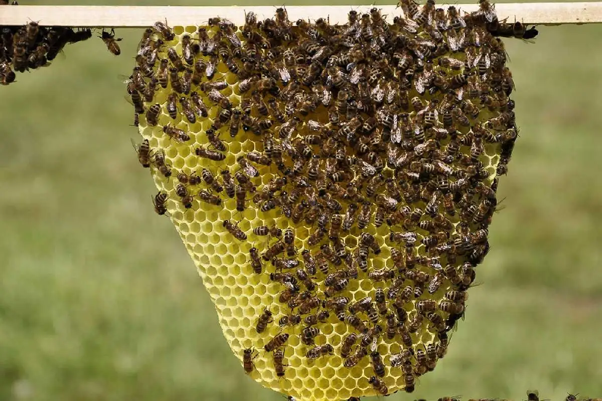 Tlahuelilpan: enjambre de abejas ataca a personas