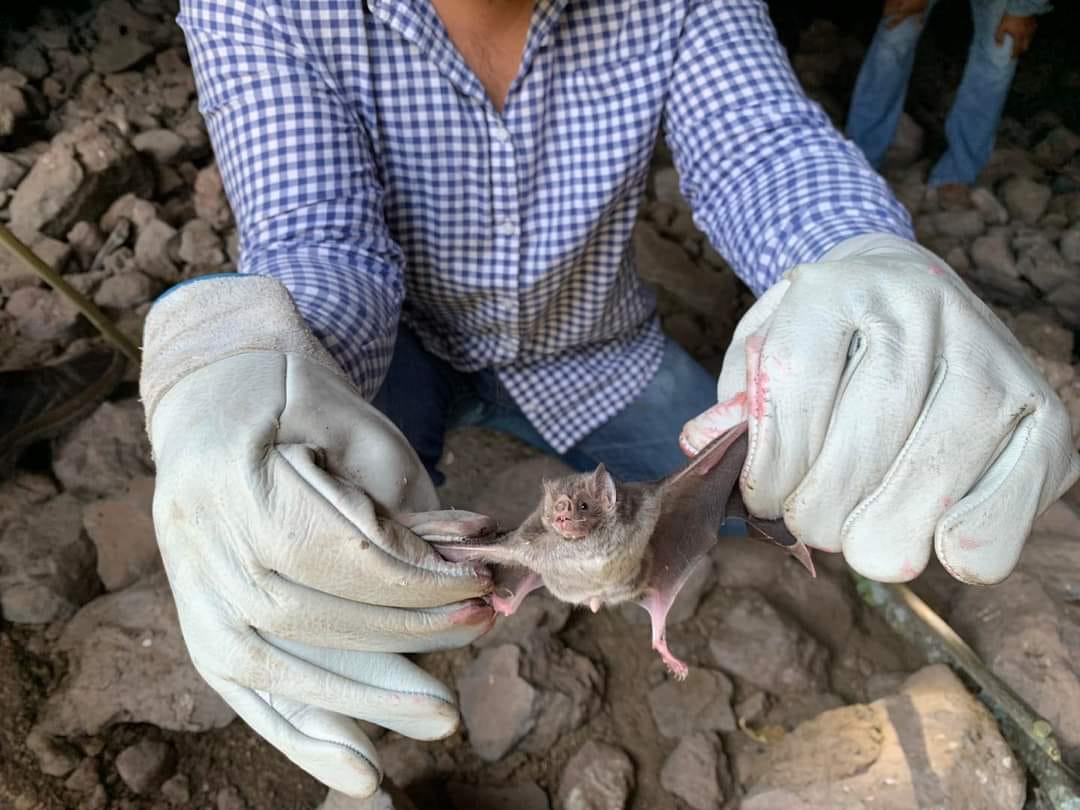 Capturan a murciélago en Alfajayucan