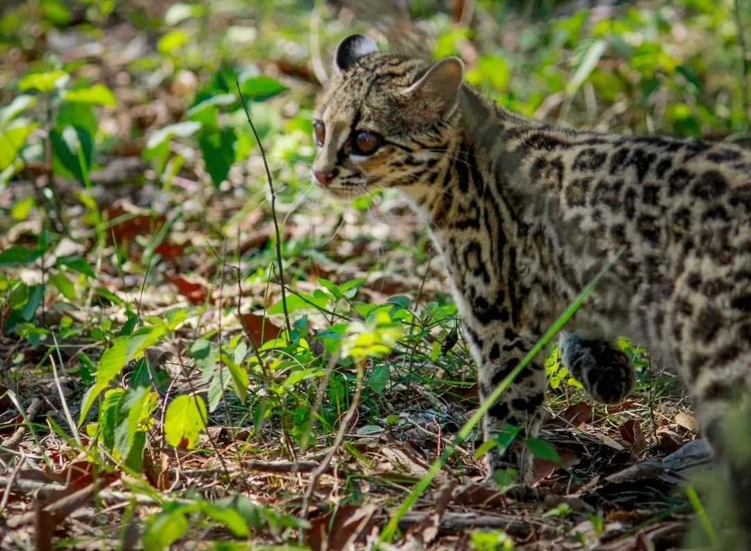 ¡Buenas noticias! Liberan en Parque Nacional Los Mármoles a tigrillo rescatado