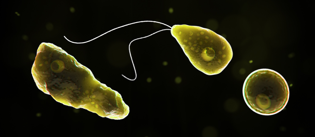 Foto de Naegleria fowleri mejor conocida como la ameba comecerebros y cuyos síntomas pueden llevar a la muerte.