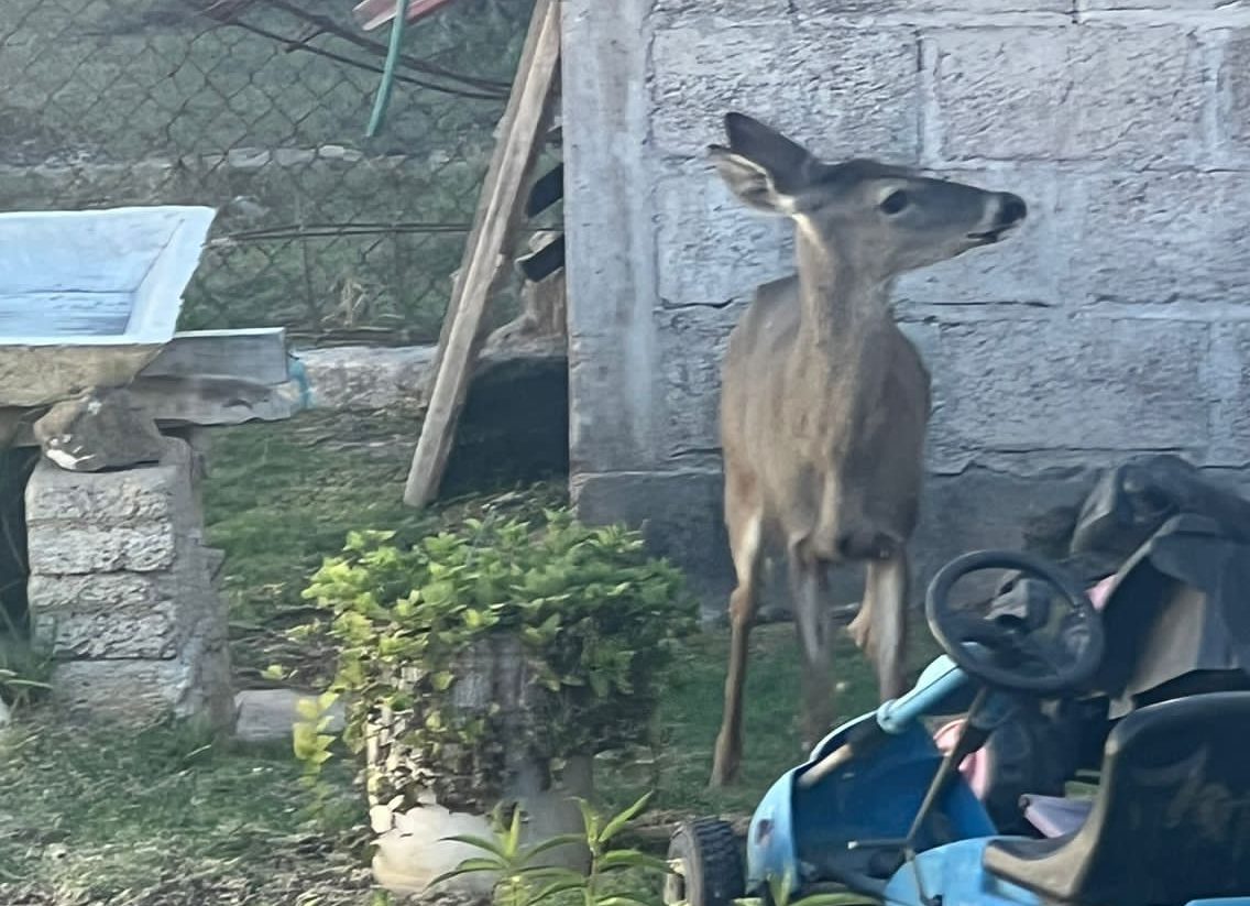 Tulancingo: capturan a venado que deambulaba en colonia Huajomulco