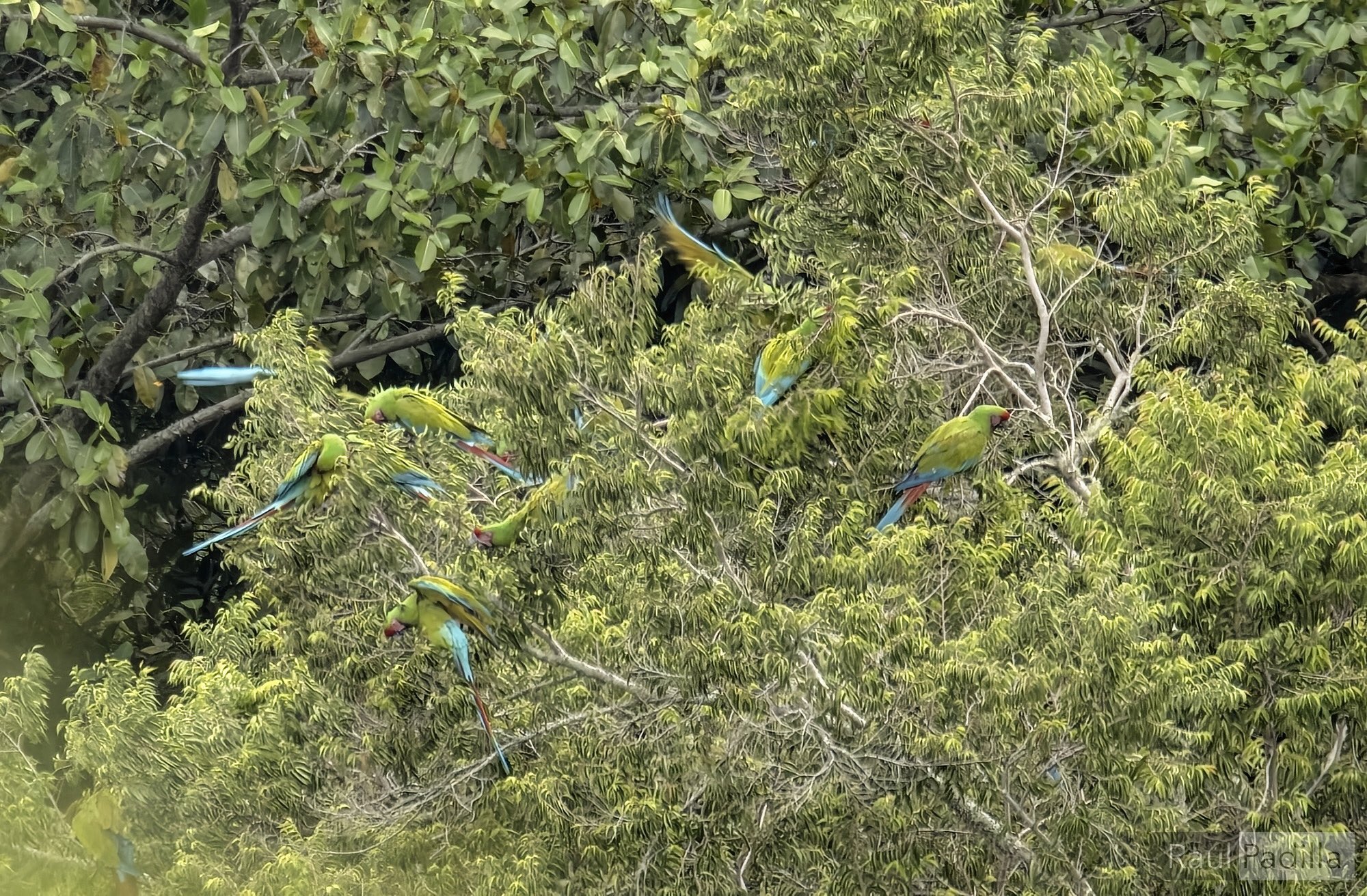 Semarnath confirma la existencia de guacamayas verdes en Hidalgo