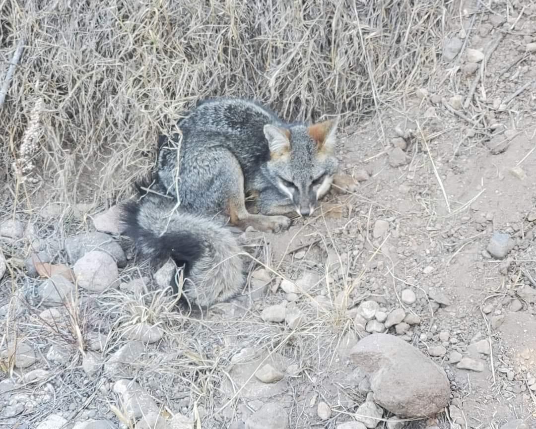 Rescatan a pequeño zorro herido en Actopan