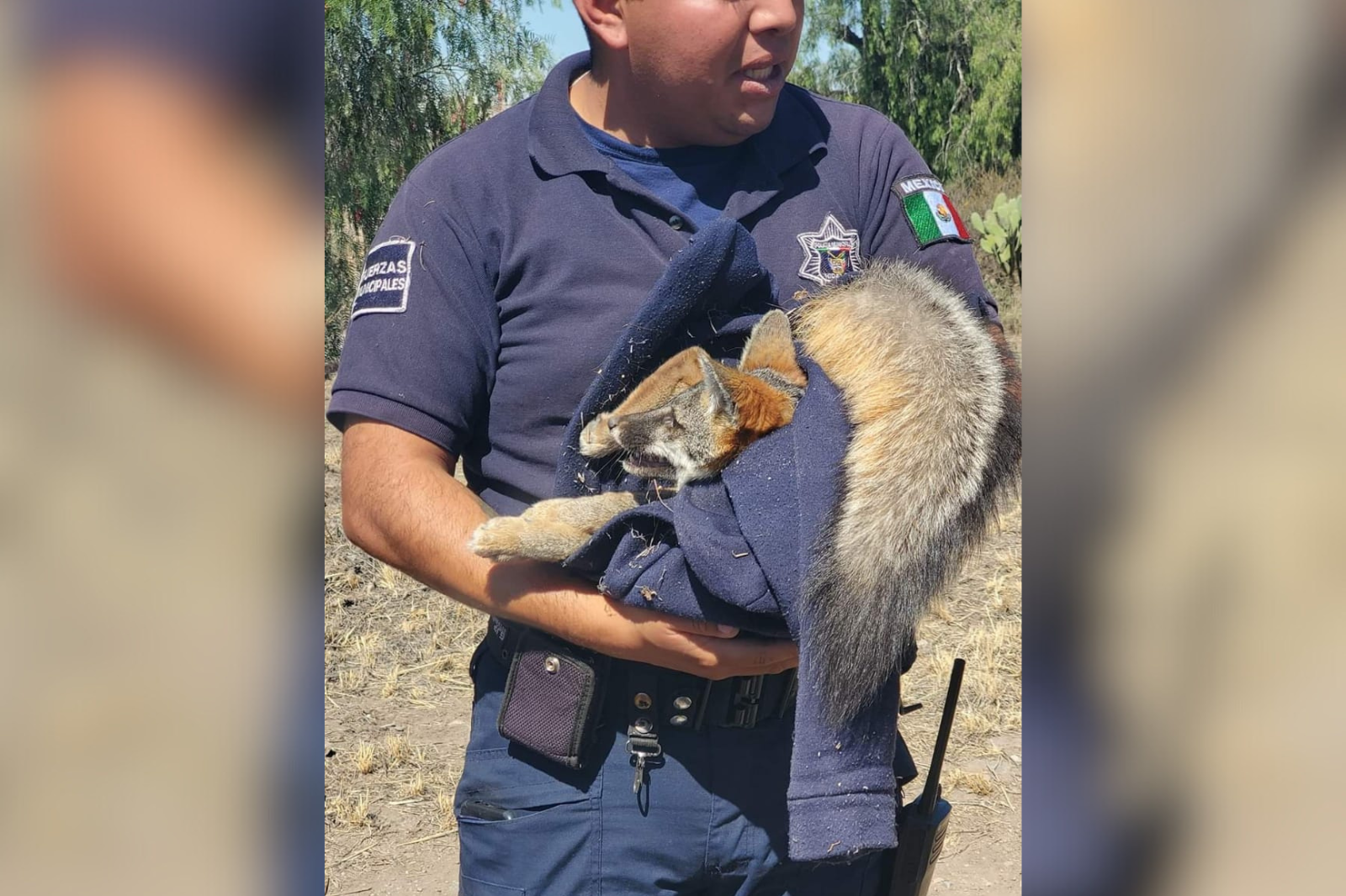 Encuentran a zorro en mal estado de salud en camino de Actopan