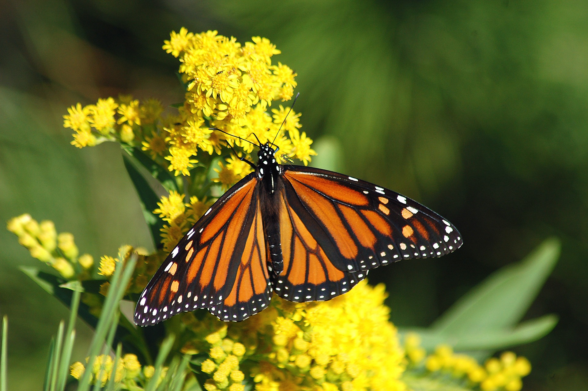 Mariposa Monarca ocupa 59.3% menos superficie que año anterior debido a impacto climático