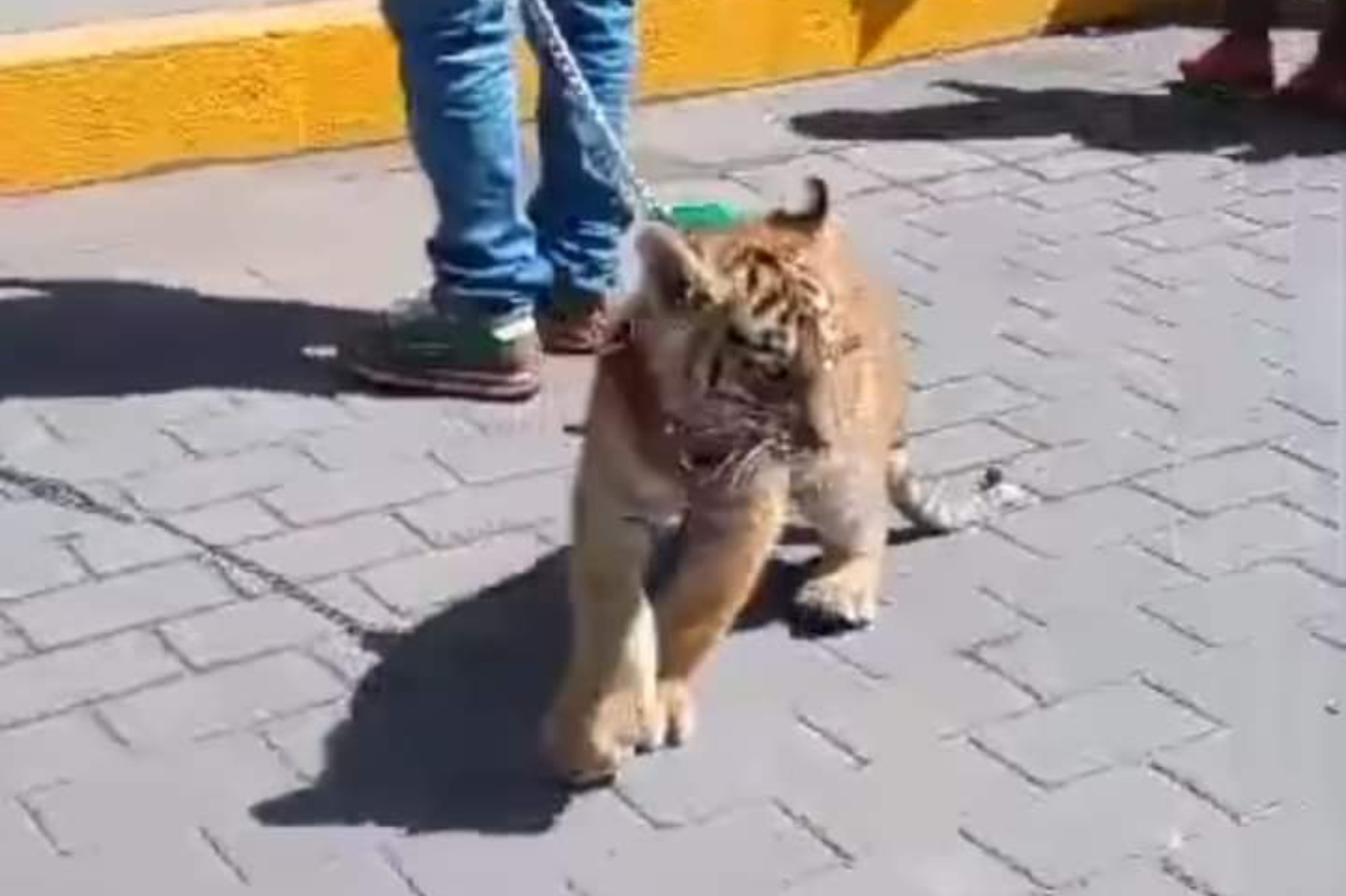 Tulancingo: investigan presencia de cachorro de tigre que paseaban en calles