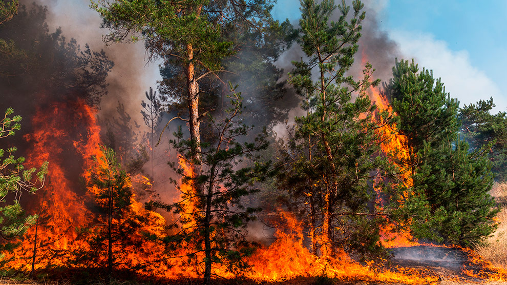 Incendio Forestal en Hidalgo: organizan colecta de víveres