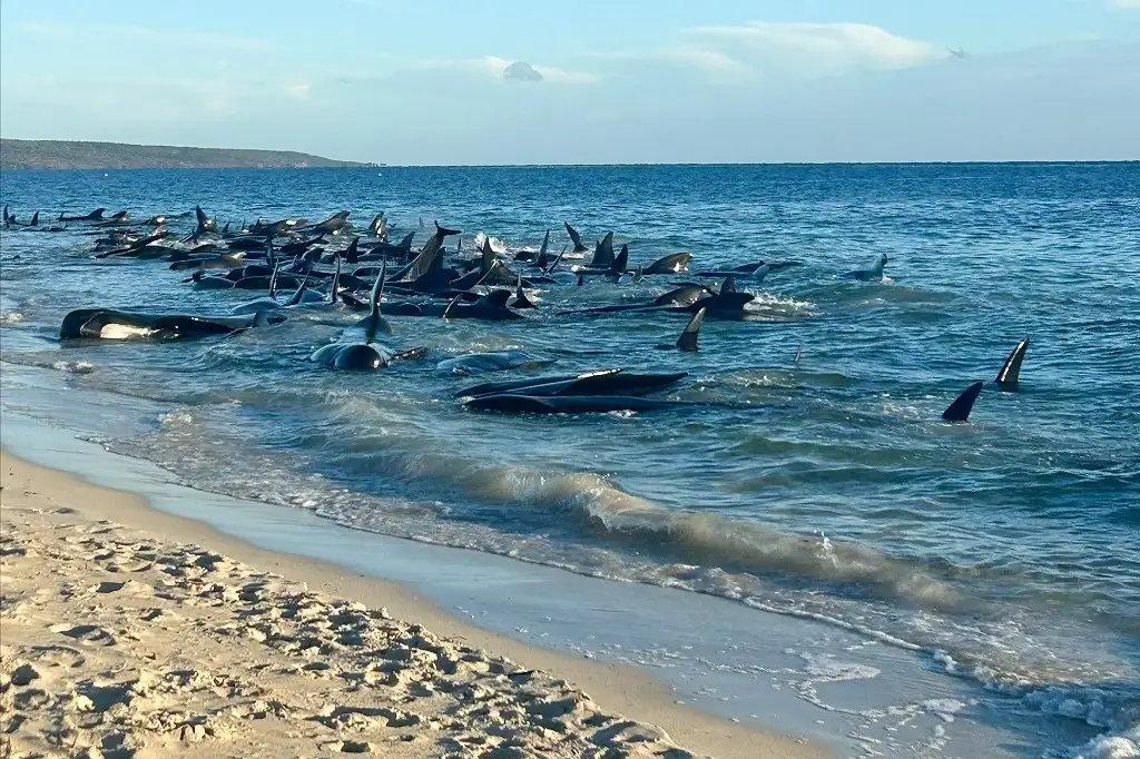 Mueren 26 de 160 ballenas varadas en Australia