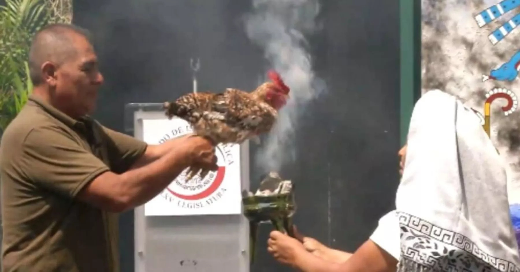 VIDEO | Sacrifican gallina en Senado; senador justifica maltrato animal