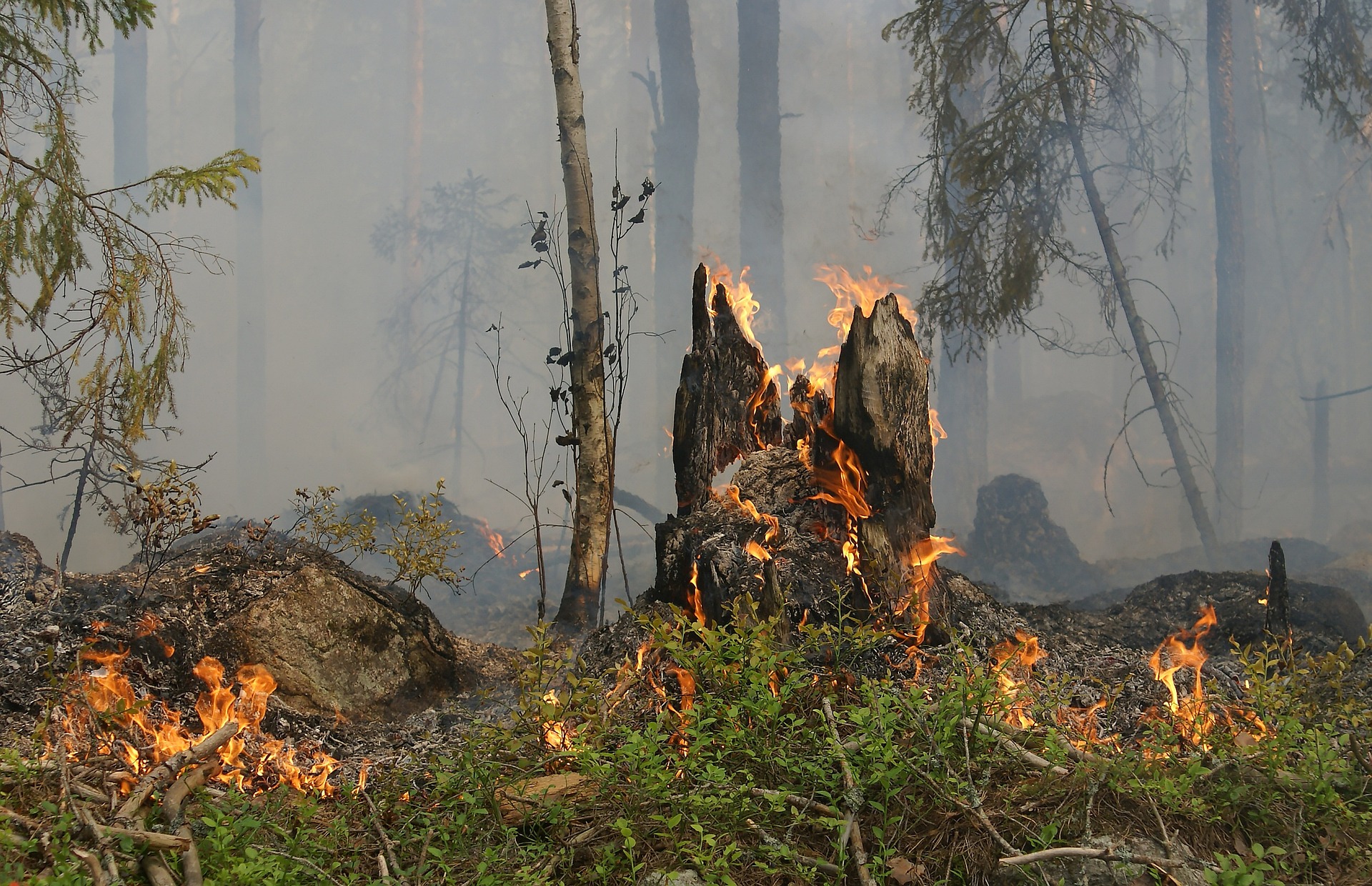 Activos 76 incendios forestales en el país: Conafor