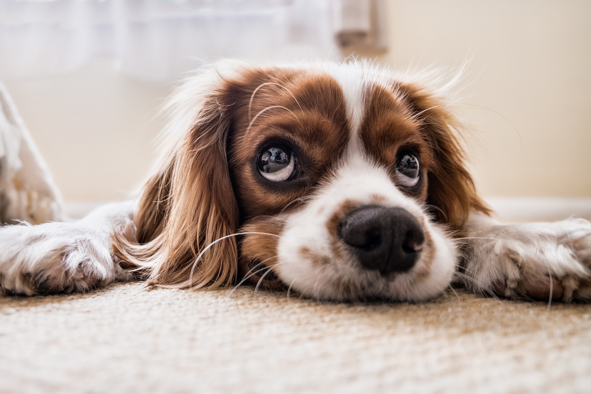 Aprueba Congreso iniciativa sobre reparación del daño a animales maltratados