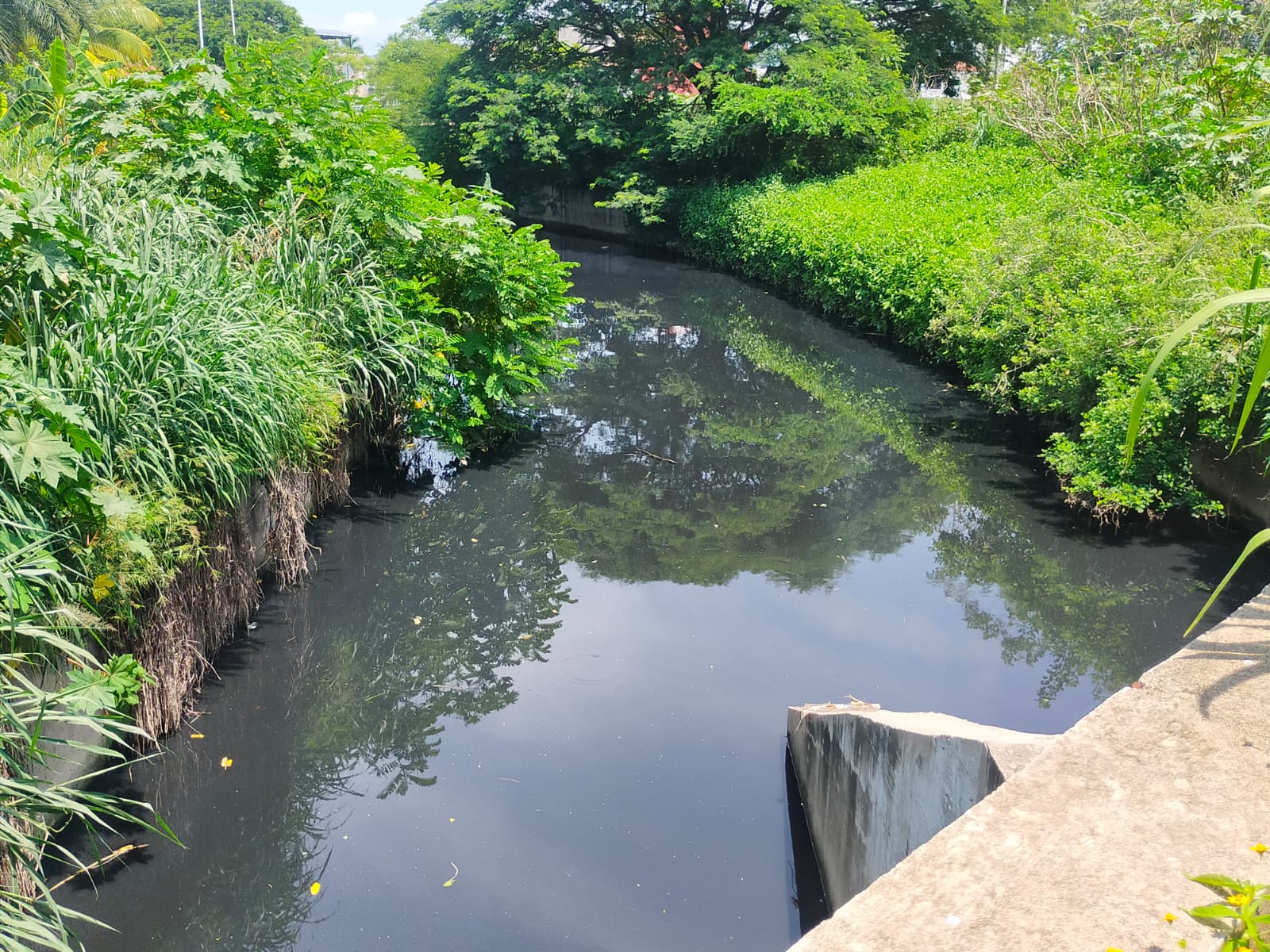 Mixquiahuala: hallan a cocodrilo en canal de aguas negras