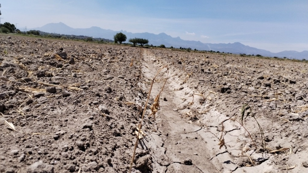 Se pierden casi 200 hectáreas de maíz en región Cápula de Hidalgo