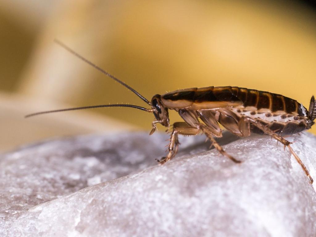 Calor trae súper cucarachas: ¿cómo identificarlas?