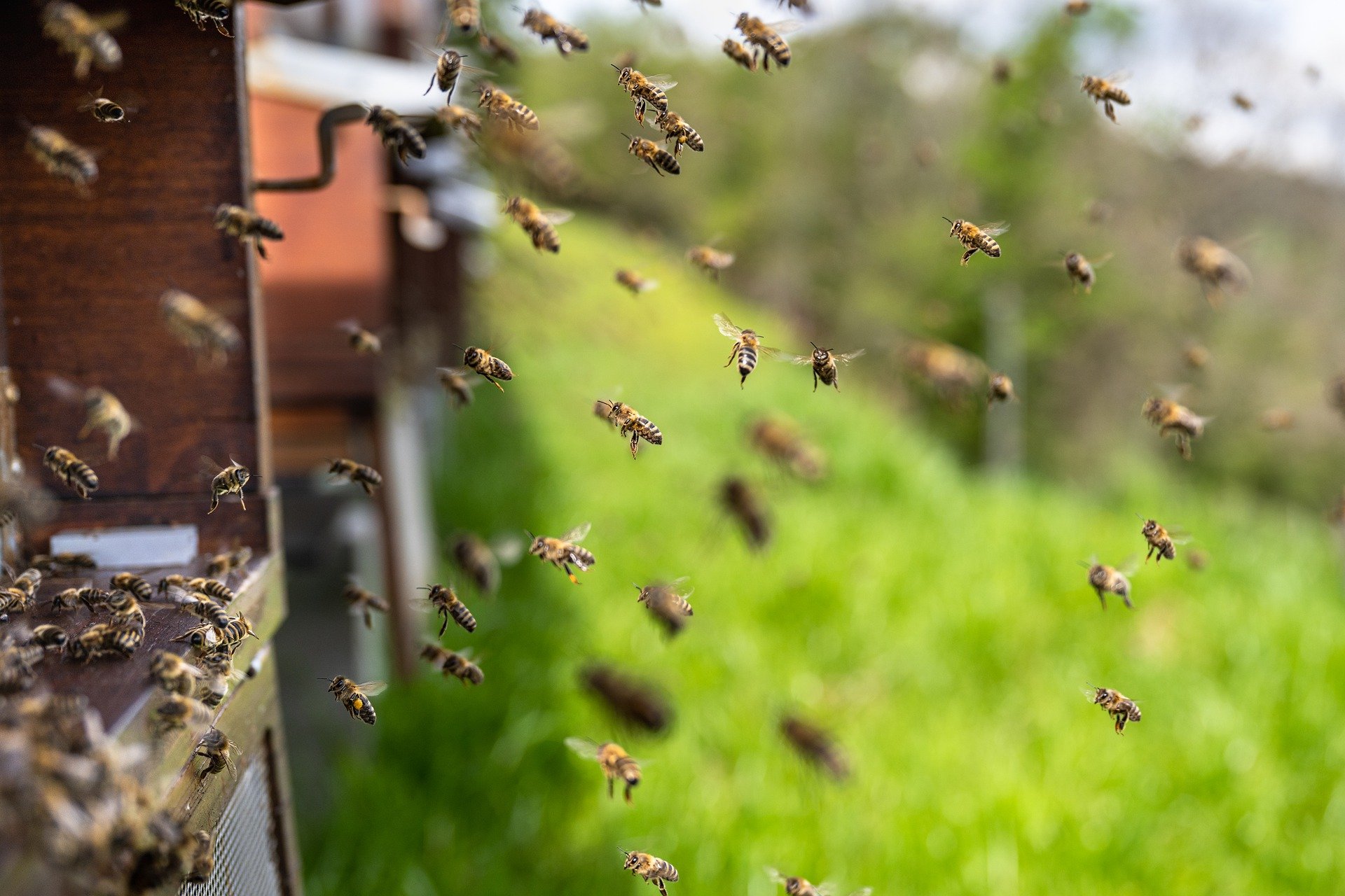 Atlapexco: preocupación en Coyolapa por muerte masiva de abejas