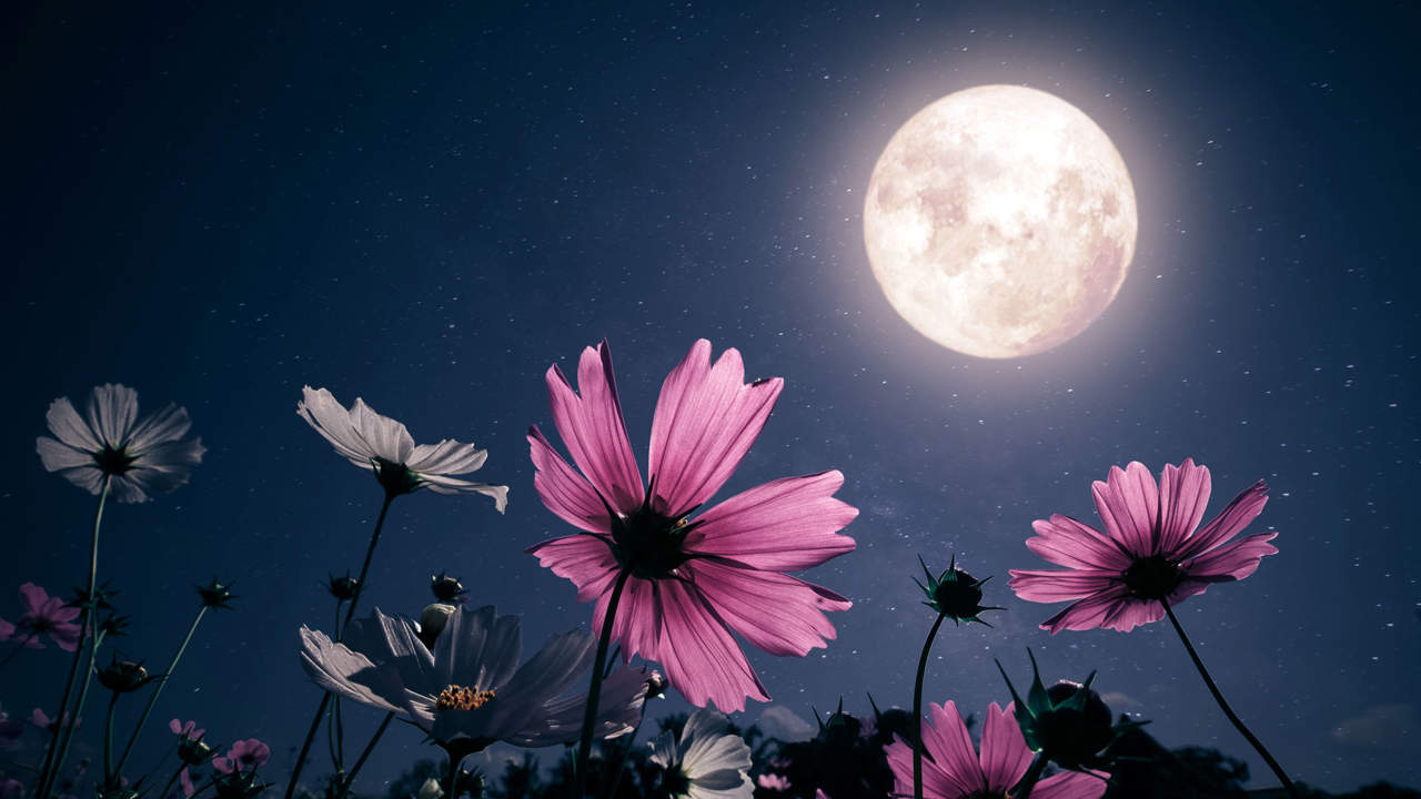 No te pierdas la luna de flores 2024, te decimos cuándo podrás verla