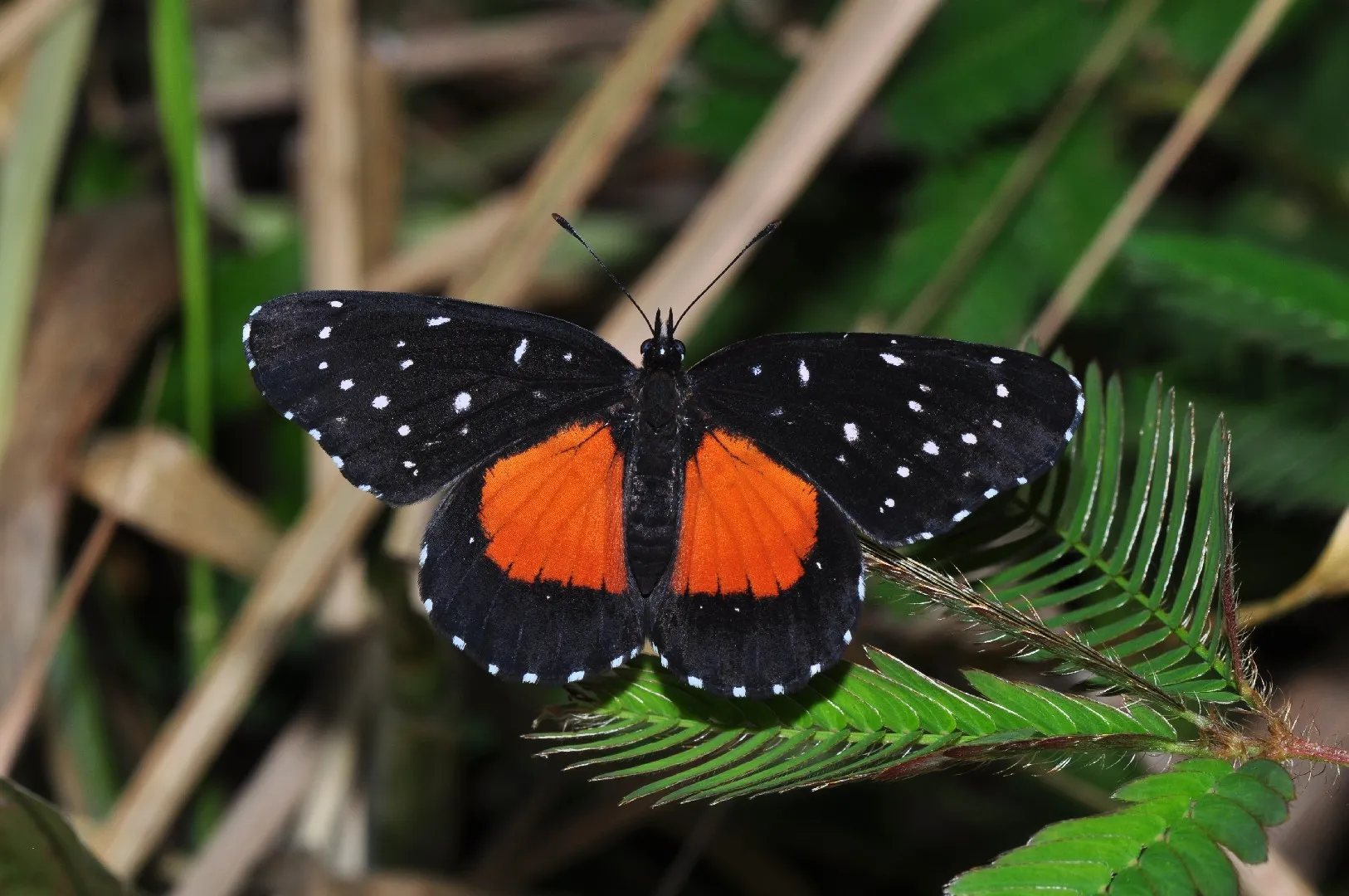 ¿Cómo cuidar a las mariposas ‘parche carmesí’ que han llegado a Pachuca?