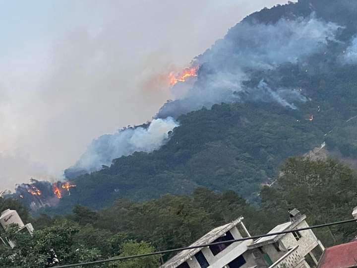 Preocupa bosque mesófilo de montaña afectado en incendios; es ecosistema amenazado