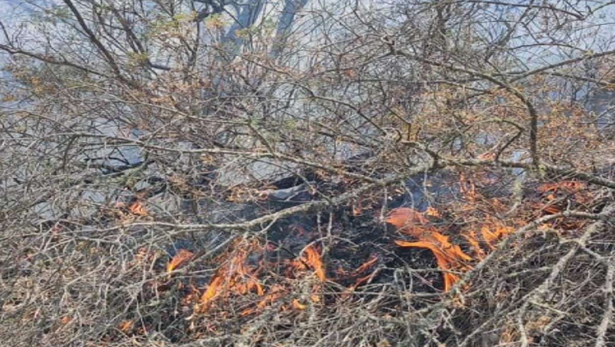 Logran controlar incendio forestal en El Arenal