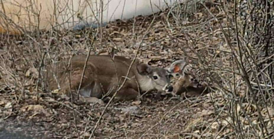 Actopan: nace venado cola blanca en parque ecoturístico