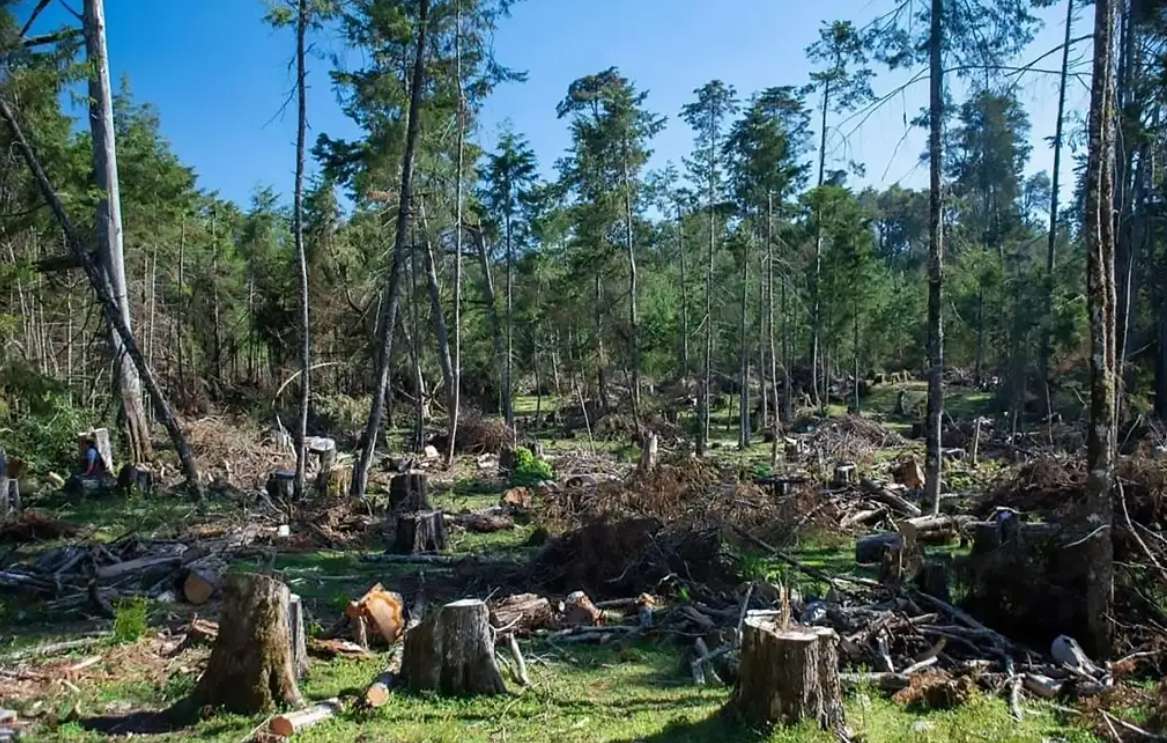 “Devastación brutal” de un bosque de niebla en Hidalgo