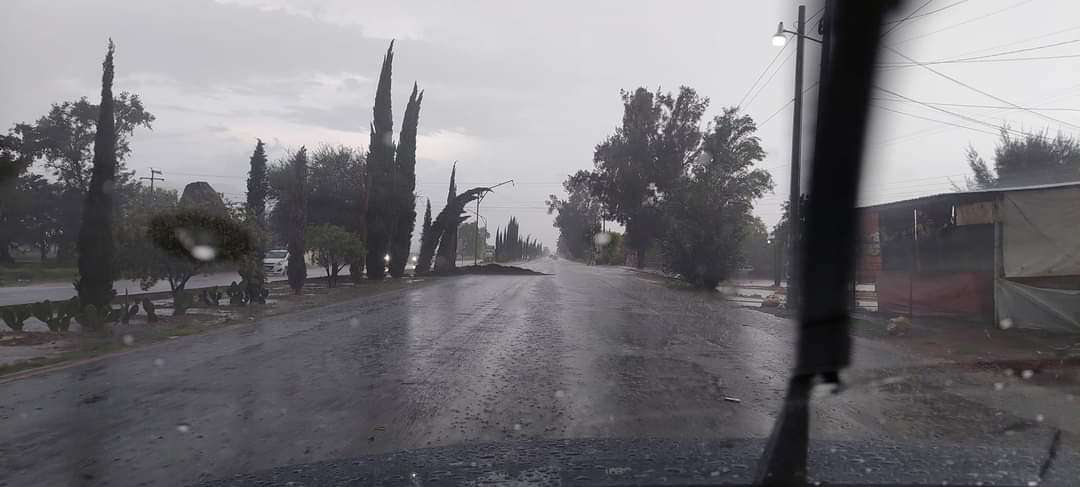 Por lluvias árboles caen sobre carreteras en Francisco I. Madero