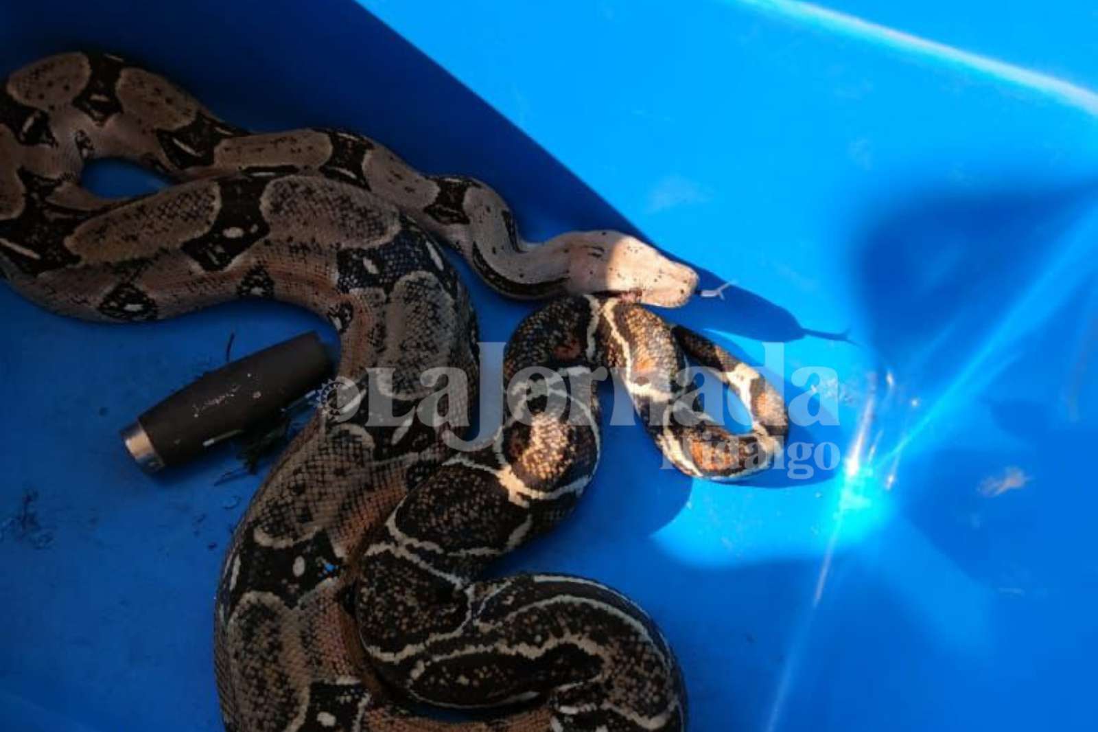 Encuentran serpiente pitón en Mixquiahuala