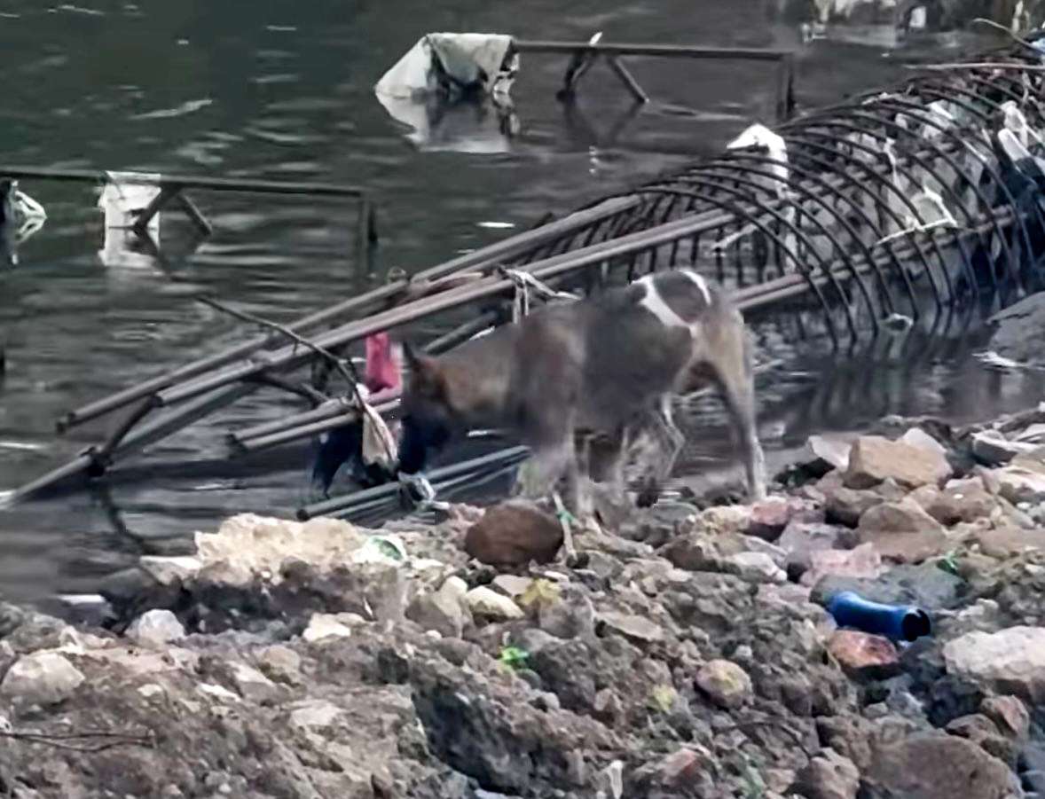 Rescatan a ‘lomito’ atrapado en creciente del Río Tula; lo darán en adopción