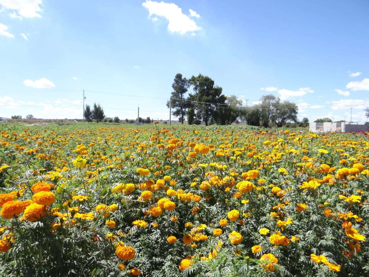 Darán apoyos a mujeres dedicadas a siembra de flor de cempasúchil