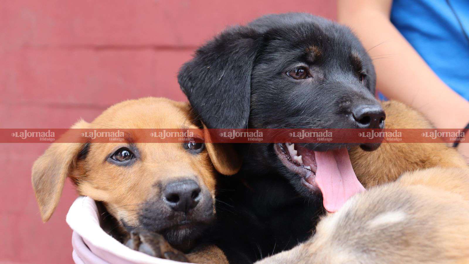 Llevan a cabo festival para combatir maltrato animal 