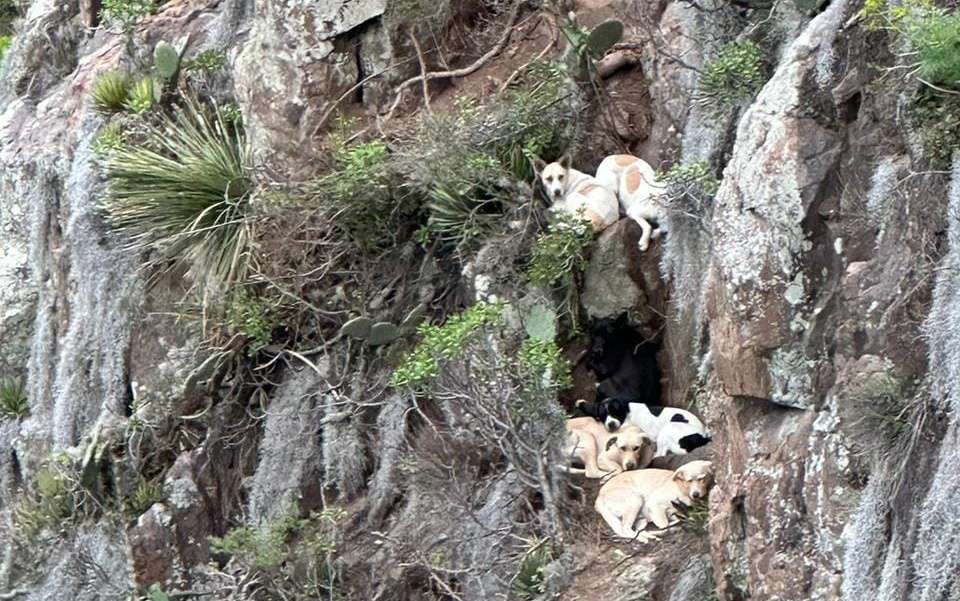 Rescatan a 7 perritos atrapados en peñascos de Pachuca