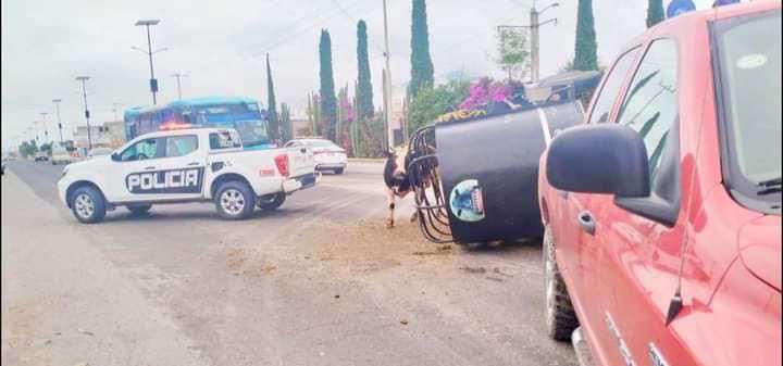 Choque en carretera Ixmiquilpan-Progreso: vaca sale proyectada tras colisión