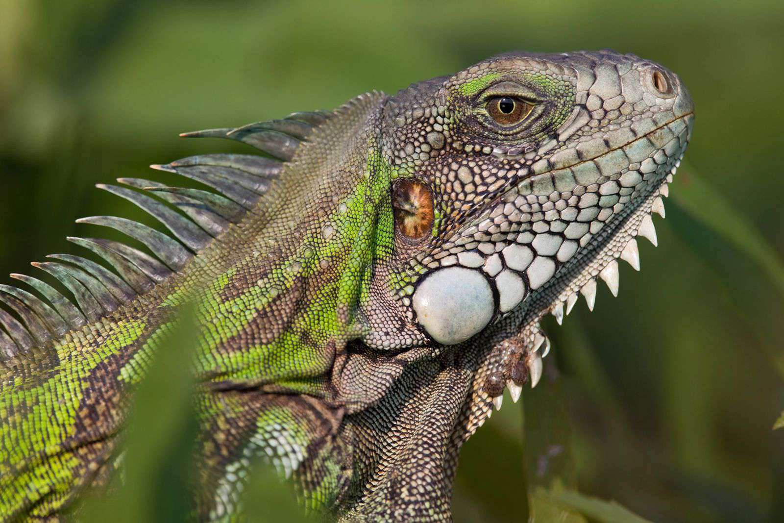 Iguana de un metro en Ixmiquilpan sorprende a vecinos