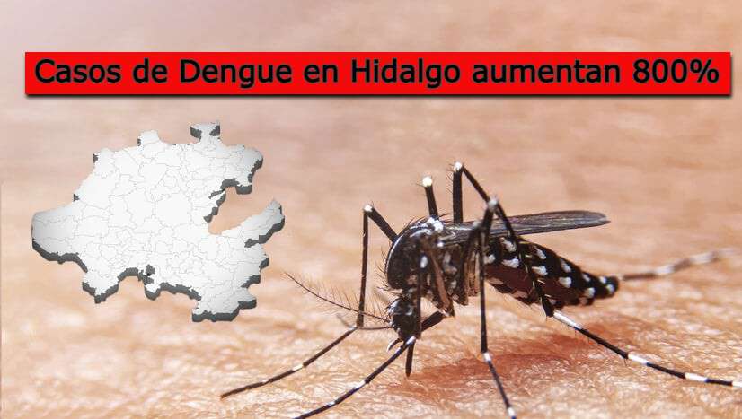 Casos de dengue en Hidalgo se disparan: aumentan un 800% en un año