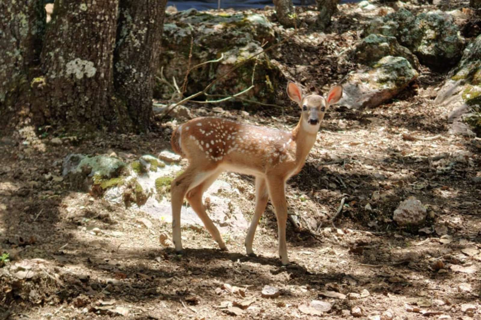 Parque Ecoturístico del Puma celebra nacimiento de venado cola blanca