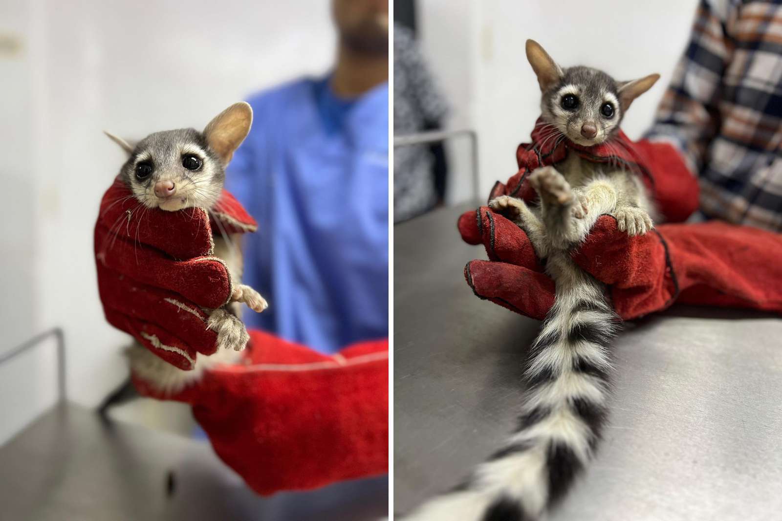 Rescatan a dos cacomixtles en colonia de Pachuca