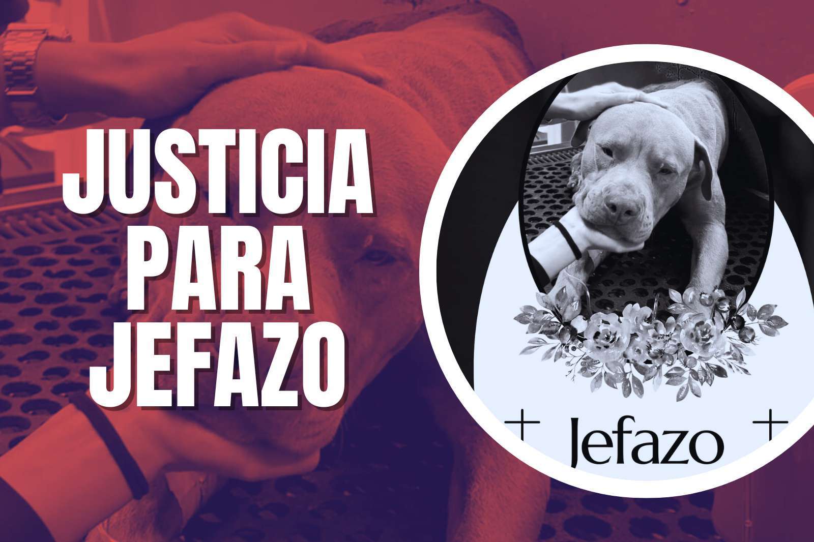 Exigen justicia por perrito asesinado en Mineral de la Reforma, denuncian maltrato animal